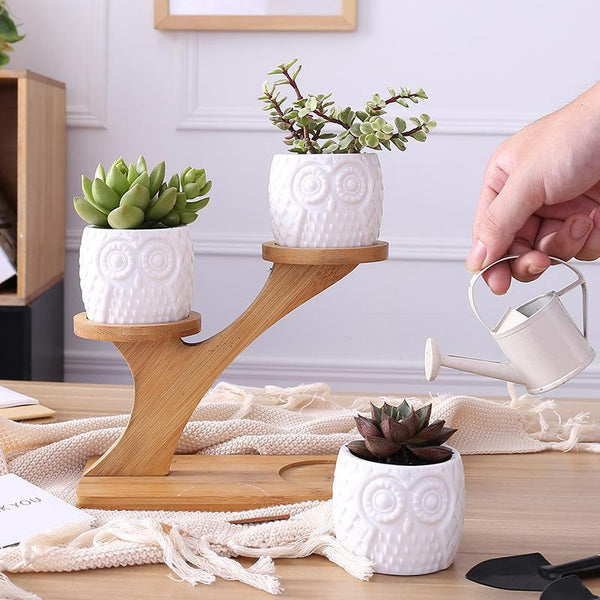 Jardinière succulente hibou - Acheter en ligne