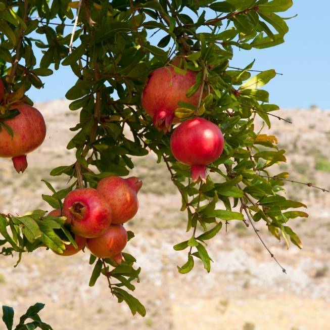 Pomegranates growing on a tree