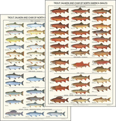fish posters