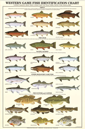 Tuna Species Chart, Fish Identification Poster – Charting Nature