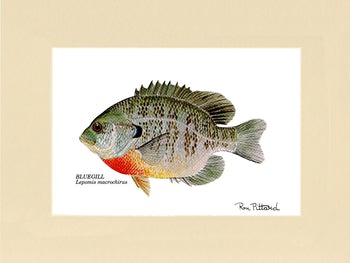 ron pittard fish illustration