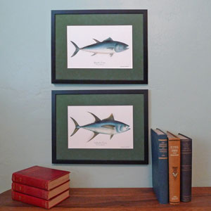 Fish Prints | Fish Illustrations