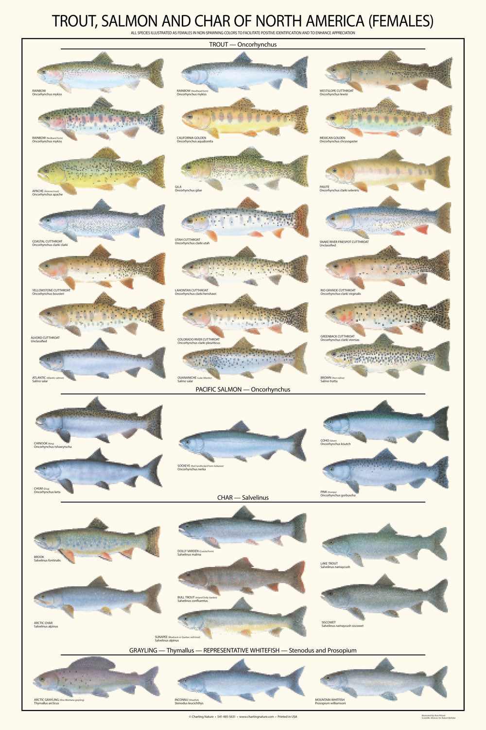 Trout Salmon And Char Species Female Identification Poster Charting Nature