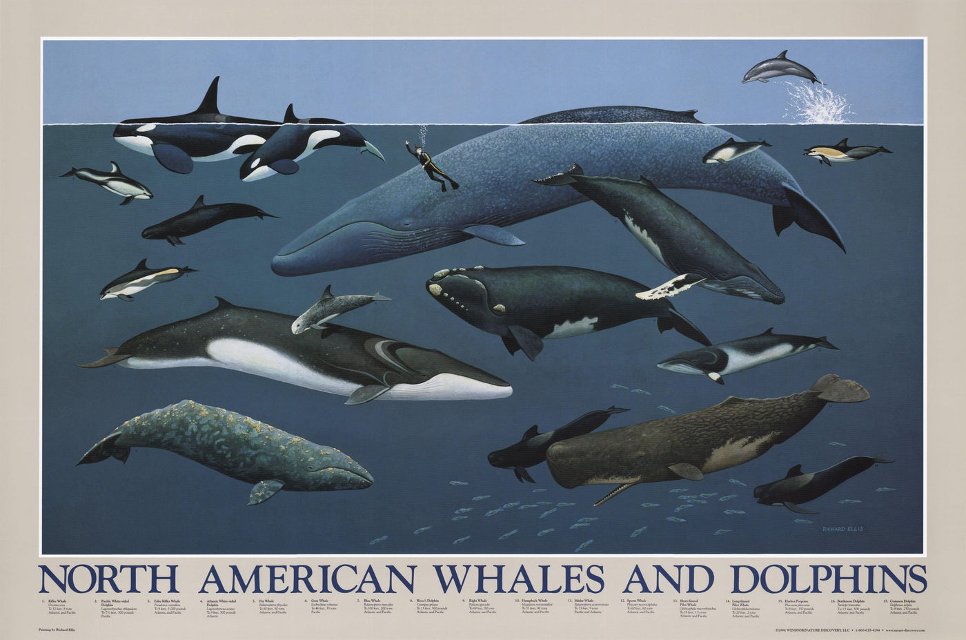 species of whales