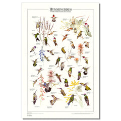 Warmwater Gamefish Poster, Identification Chart and Sport Fisherman's Guide