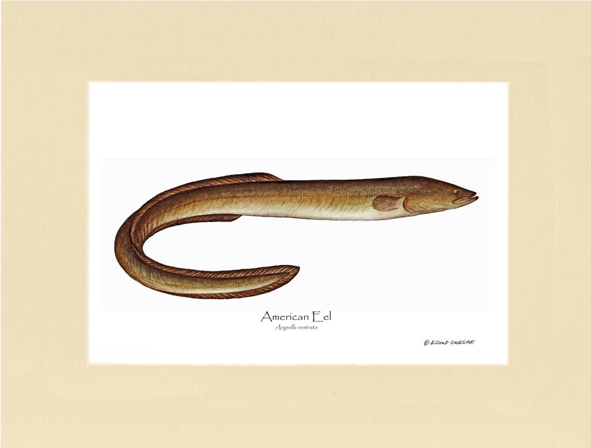 Fish Print: Eel, American Anguilla rostrata – Charting Nature