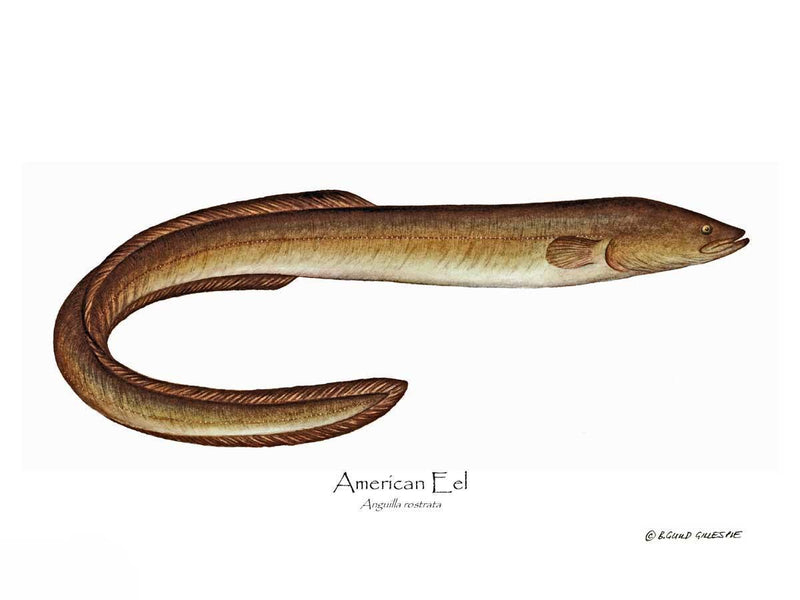 Fish Print: Eel, American Anguilla rostrata – Charting Nature