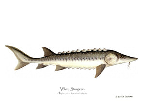 Wihte Sturgeon Acipenser transmontanus