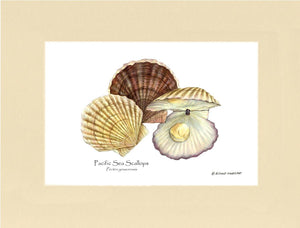 Shellfish Print: Scallops, Pacific Sea