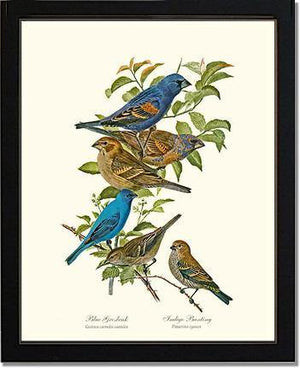 https://cdn.shopify.com/s/files/1/0058/4269/8358/products/4100-Grosbeaks-Buntings-blackframe_0_150x@2x.jpg?v=1537861660