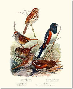 fuertes_sparrows_towhees_bird_illustration