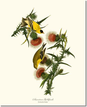 American Goldfinch by James Audubon