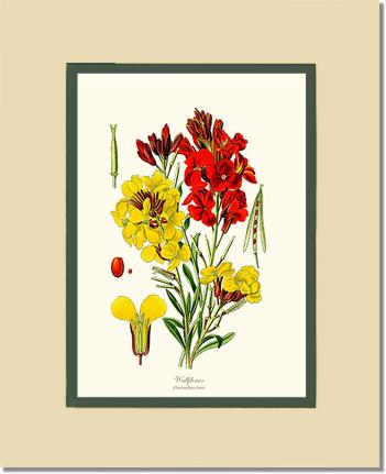 Wallflower | Vintage Flower Botanical Art Prints – Charting Nature