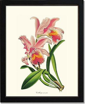 Cattleya-mossiae Orchid Print