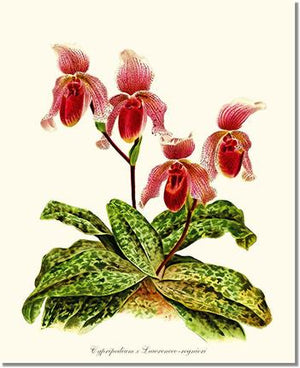 Orchid Print: Cypripendum lawrence regnieri