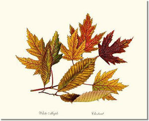 Tree Print Tree Leaf Chestnut White Maple In Autumn Charting Nature