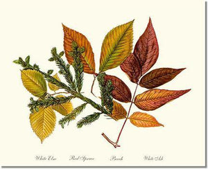 elm-spruce-beech-ash