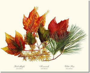  maple-tamarack-pine-tree-art-print 