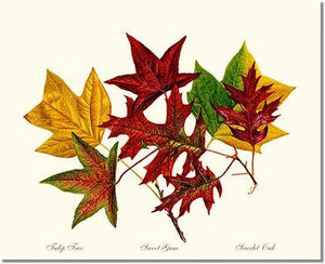 tulip-tree-sweet-gum-scarlet-oak