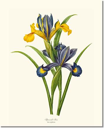 Iris, Spanish | Vintage Flower Botanical Art Prints – Charting Nature