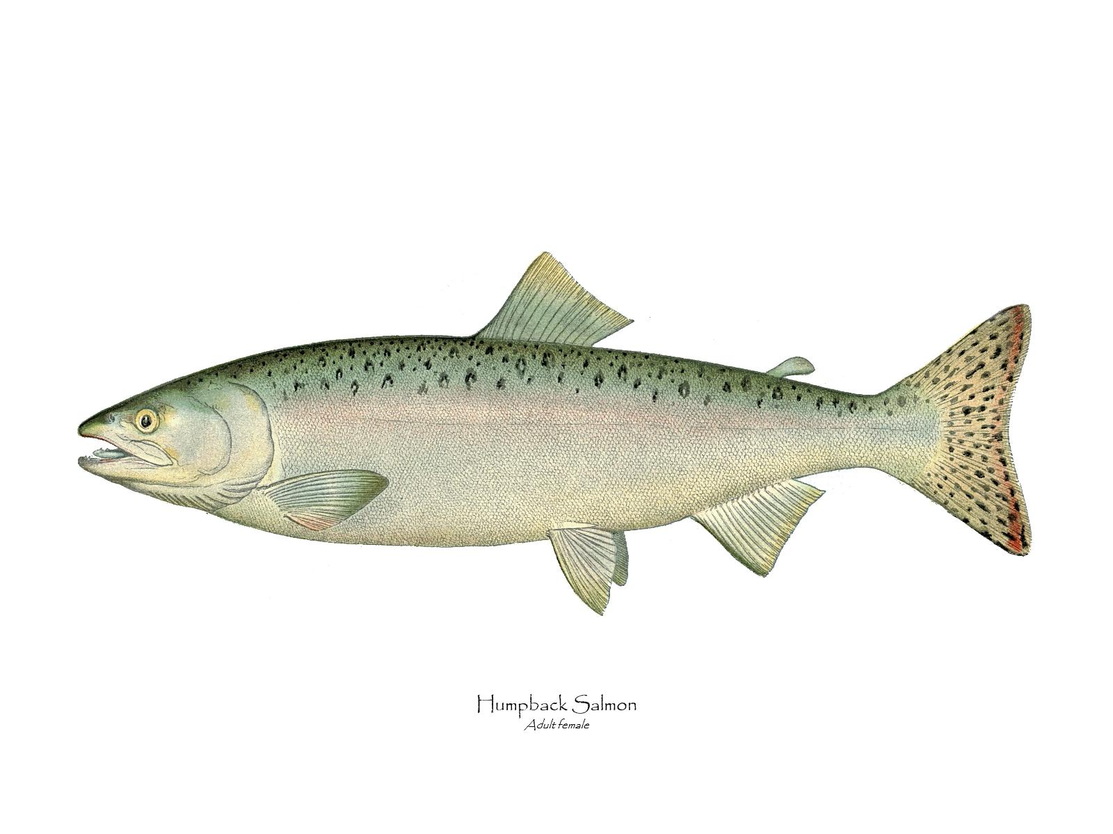 Humpback Salmon - Female | Charting Nature | Reviews on Judge.me