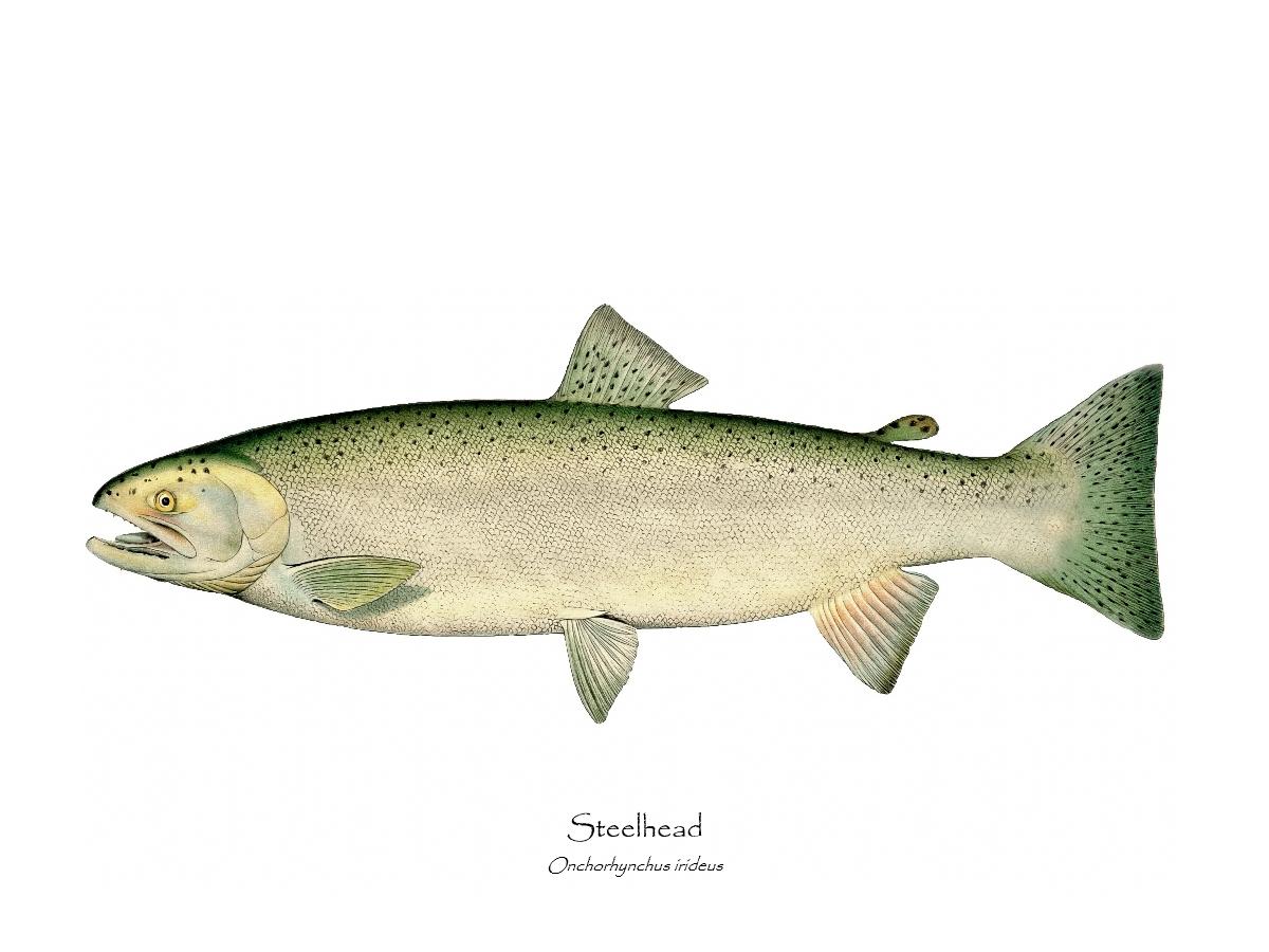 Steelhead Trout | Vintage Fish Art Print – Charting Nature