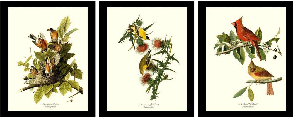 Audubon Bird Print Set 3 8 X10 Framed Vintage Antique Reproductions Charting Nature