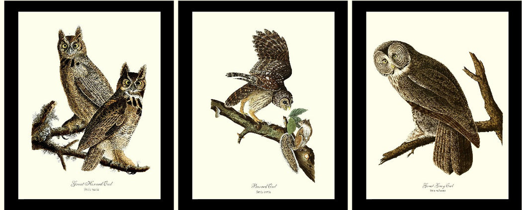 Bird Prints Vintage Audubon Wall Art and Décor For The Birder – Page 9 ...