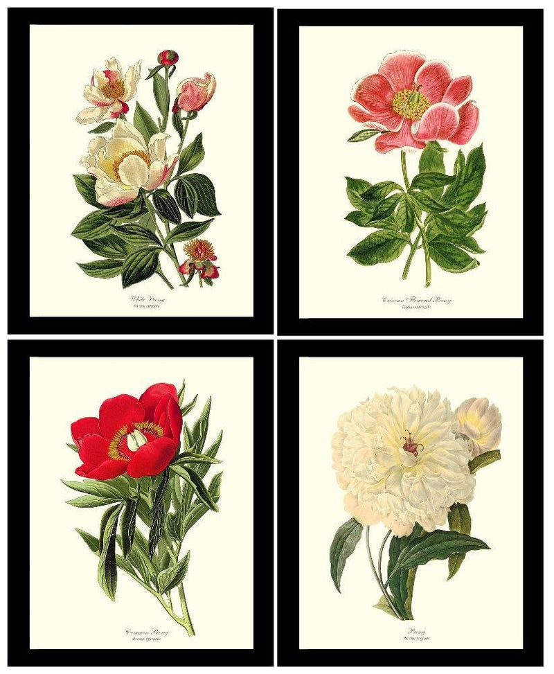 Vintage Peony Art Prints. Matching set of 4 19th century botanical ...