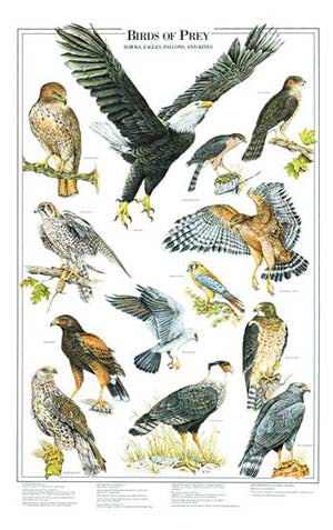 Birds Of Prey Poster And Identification Chart Vol 1 Eagles And Hawks Charting Nature