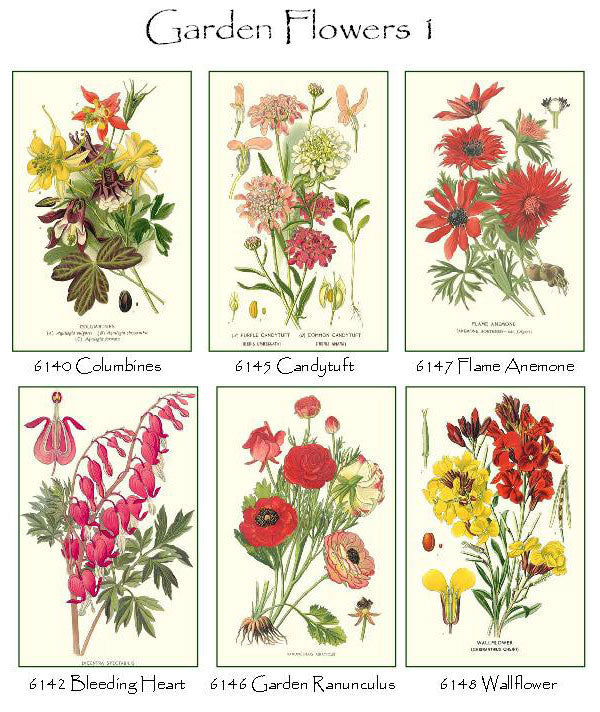 Garden Floral Flower Note Cards – Charting Nature