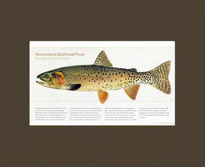 Yellowstone Cutthroat Trout – Charting Nature