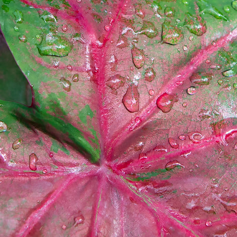 Pink Caladium with water drops on it fine art home decor