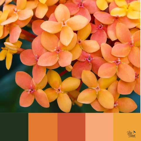 color Palette for coral jungle geraniums