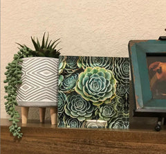 Green Succulent fine art acrylic block on shelf display Lisa Blount Photography