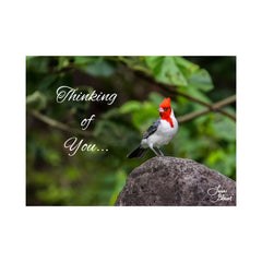 thinking of you woodpecker note greeting card 5x7