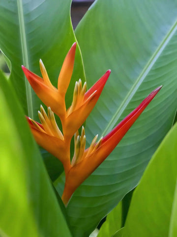 Bright green flower plant nature