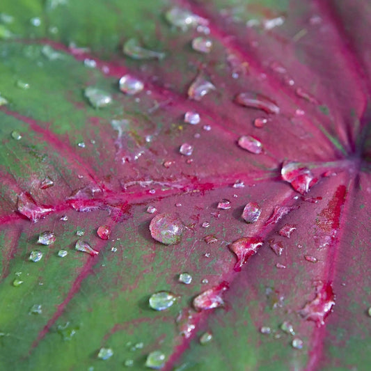 Pink water lily, green lily pads. VanDusen Botanical