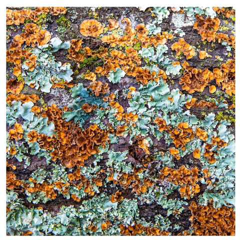 Colorful orange and teal lichen on white oak tree