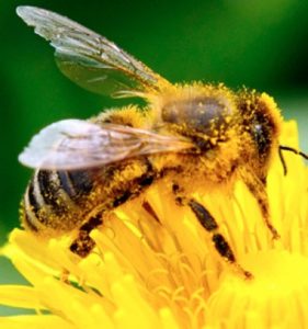 The Importance of Bees