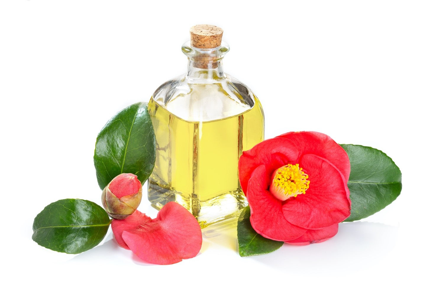 Benefits of Tsubaki oil (camellia seed oil) for hair – The JBeauty  Collection