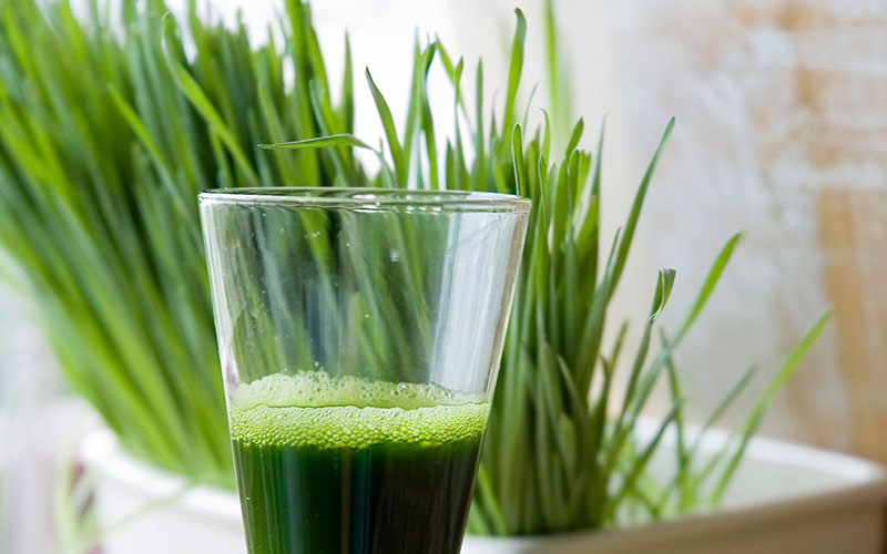 Top Wheatgrass Benefits And Side Effects Be Healthy Today