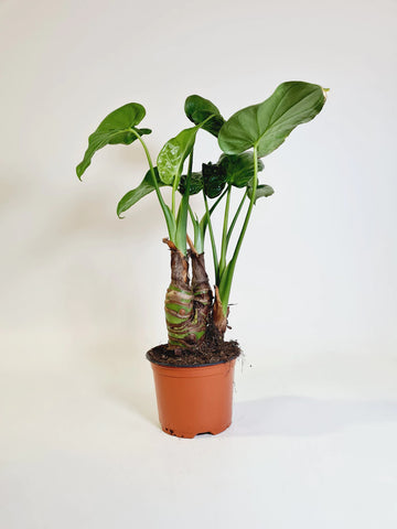 Alocasia cucullata at Mint Plants