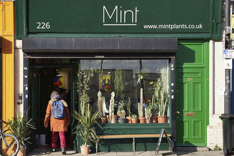 Mint Plants at 226 Stapleton Road in Bristol