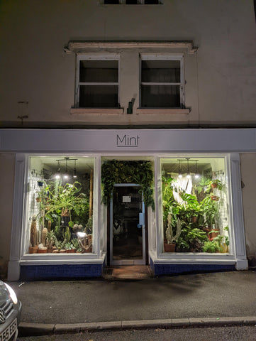 Plant window displays in Wotton under Edge