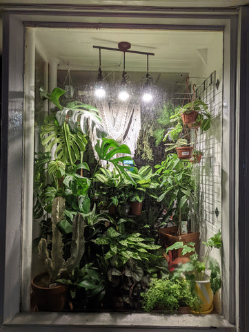 Plant window displays in Wotton under Edge