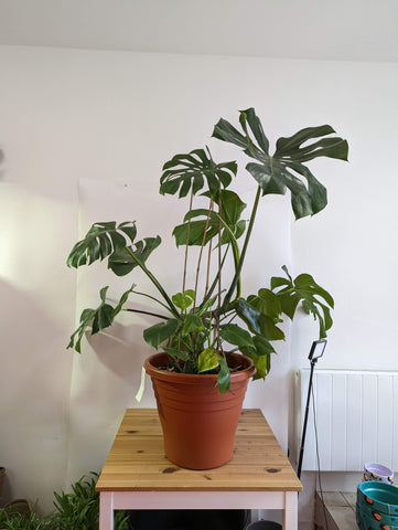 Monstera before