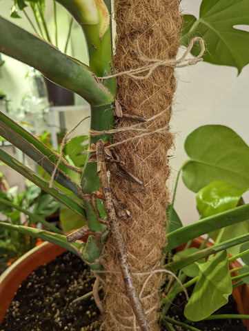 Monstera tying up