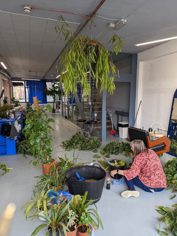 Maintaning plants at Glitch Studios in Bristol
