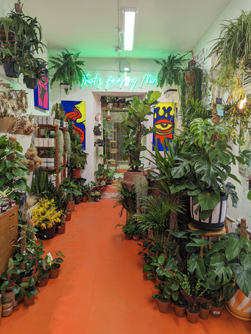 The finished new home of Mint Plants 226 Stapleton Road Bristol